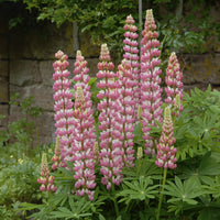 Lupinus The Chatelaine - 3 Lupins La Chateleine - Lupin