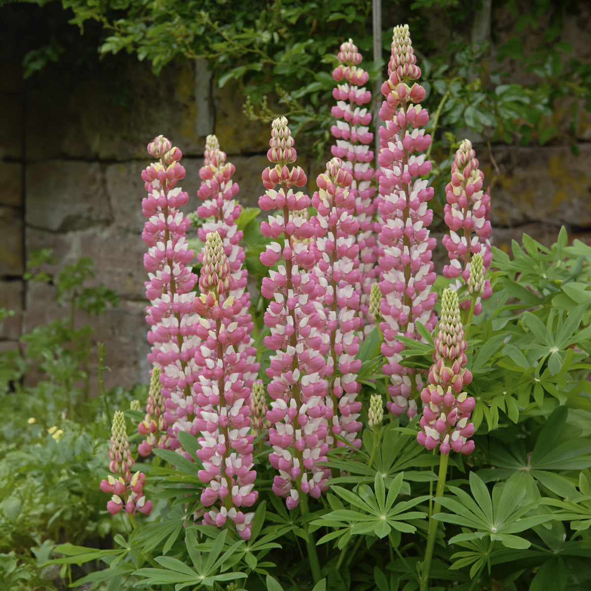 Lupinus The Chatelaine - Lupin La Chateleine - Lupin