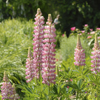 3 Lupins La Chateleine - Lupinus The Chatelaine - Bakker