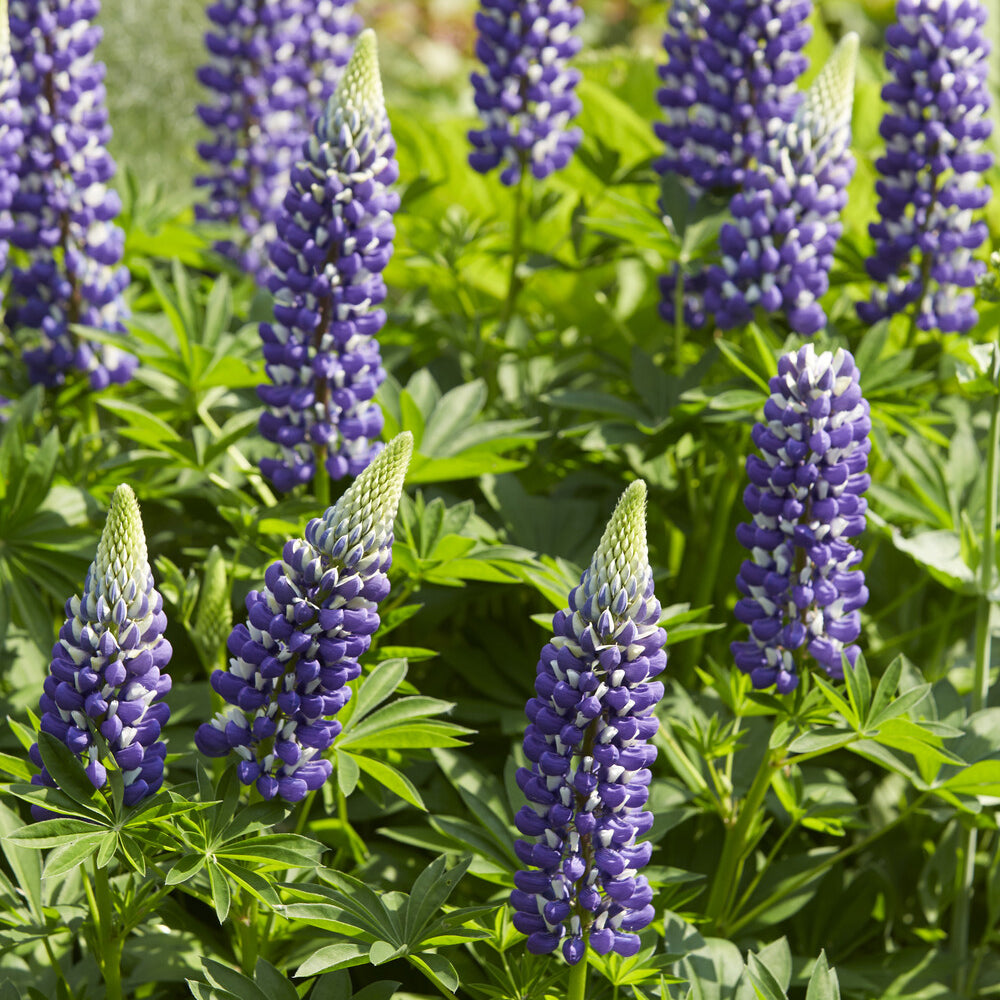 Lupinus The Governor - Lupin Le Gouverneur - Lupin