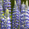 3 Lupins Le Gouverneur - Bakker