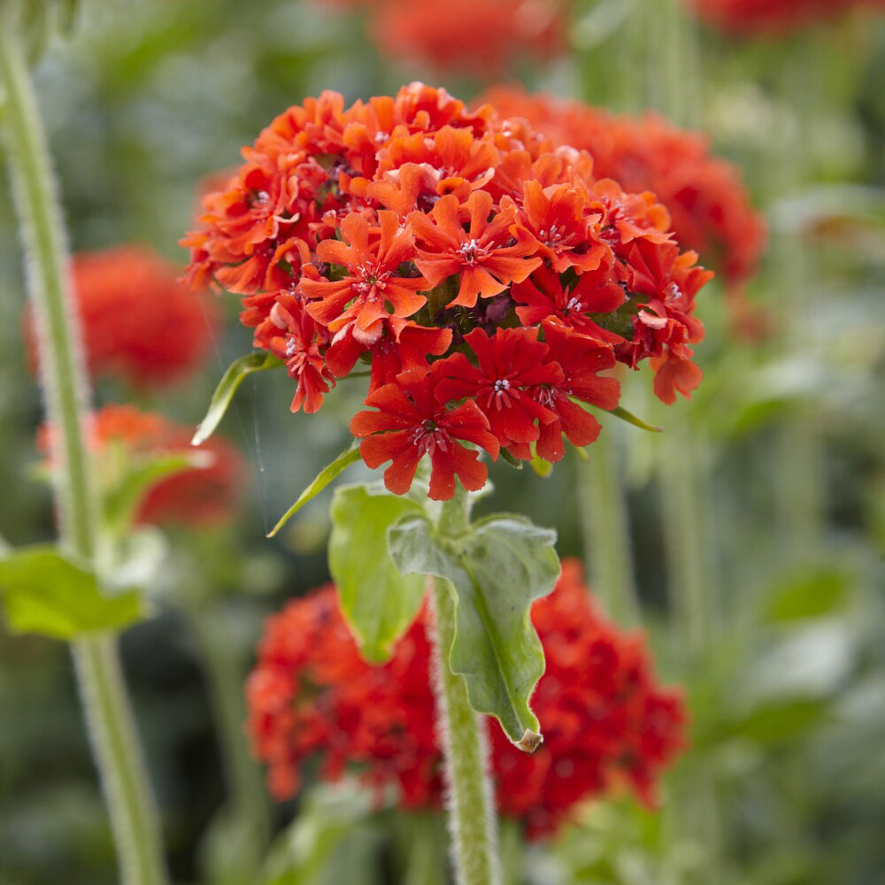 Plantes vivaces - Croix de Jérusalem Morgenrot - Lychnis chalcedonica