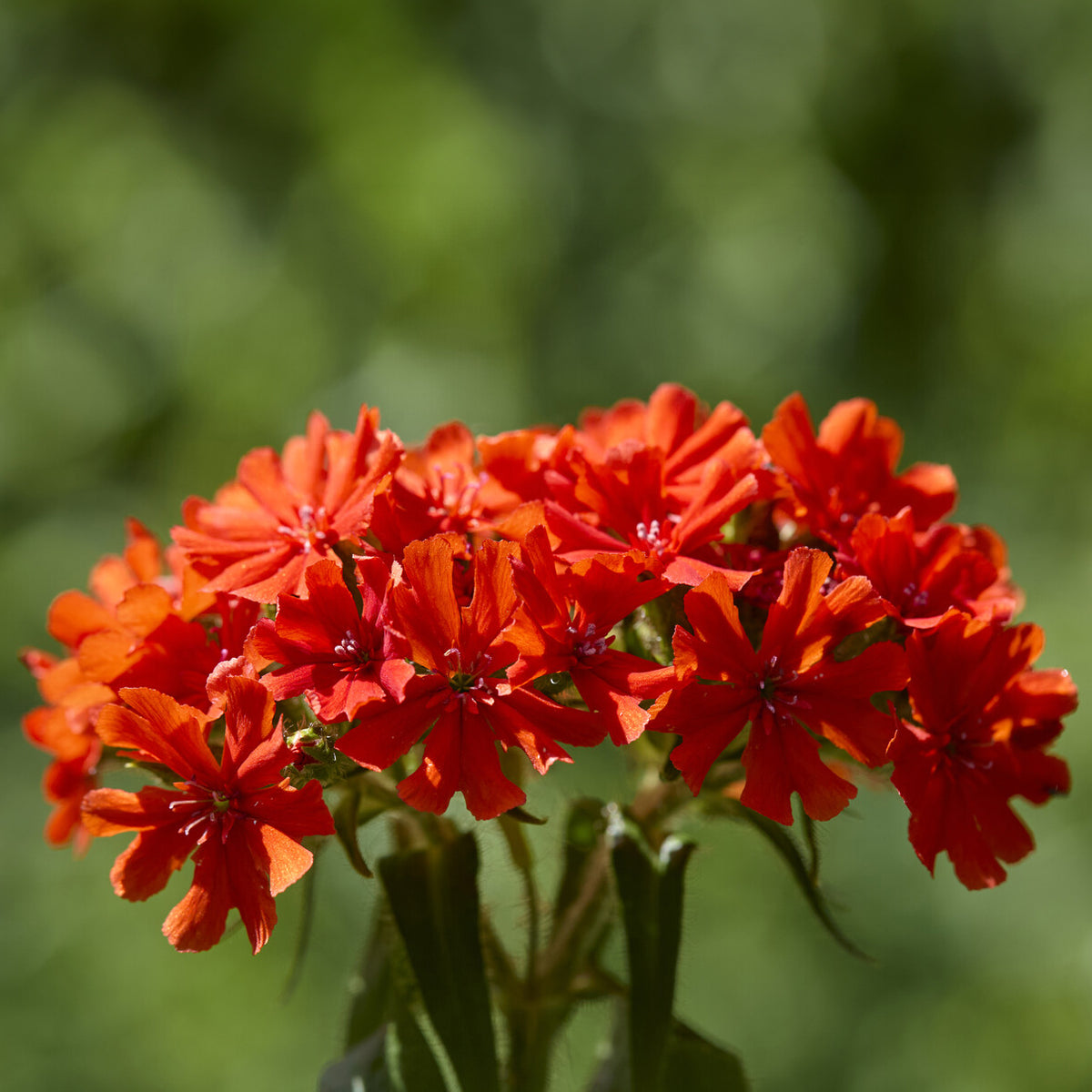 Lychnis chalcedonica - Croix de Jérusalem Morgenrot - Plantes vivaces