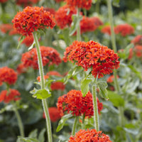 Vente 3 Croix de Jérusalem Morgenrot - Lychnis chalcedonica