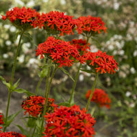 3 Croix de Jérusalem Morgenrot - Lychnis chalcedonica - Bakker