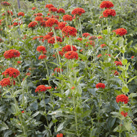 Lychnis chalcedonica - 3 Croix de Jérusalem Morgenrot - Plantes vivaces