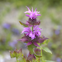 Monarde Aquarius - Monarda aquarius - Bakker