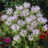 Monarde Fishes - Monarda Fishes - Bakker