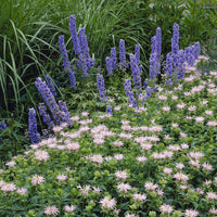 Monarda Fishes - Monarde Fishes - Monarde