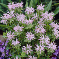 Monarde Fishes - Bakker
