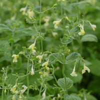 Menthe des chats - Nepeta govaniana - Bakker