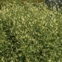 Nepeta govaniana - Menthe des chats - Vivaces fleuries