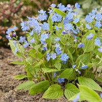 Omphalodes verna - Petite bourrache - Plantes vivaces