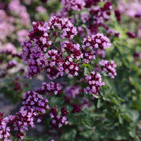 Origan Rosenkuppel - Origanum Rosenkuppel - Bakker