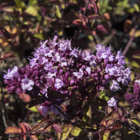 Origanum Rosenkuppel - Origan Rosenkuppel - Vivaces fleuries