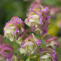 Vente Origan Kent Beauty - Origanum rotundifolium Kent Beauty