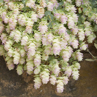 Origan Kent Beauty - Origanum rotundifolium Kent Beauty - Bakker