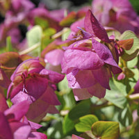 Plantes vivaces - Origan Kent Beauty - Origanum rotundifolium Kent Beauty