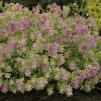Origanum rotundifolium Kent Beauty - Origan Kent Beauty - Plantes vivaces