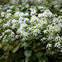 Pachyphragma macrophyllum - Plantes vivaces - Bakker