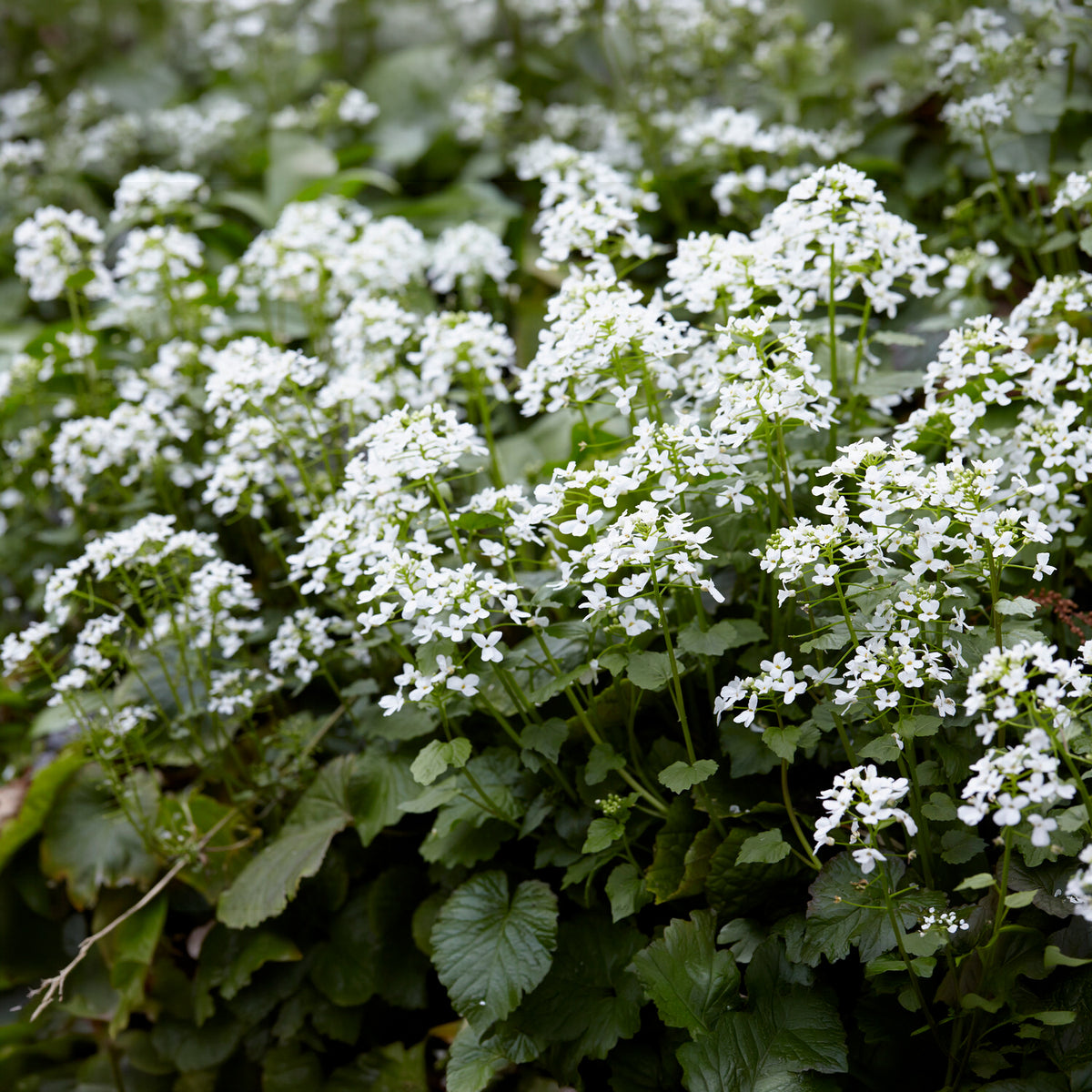 Pachyphragma macrophyllum - Plantes vivaces - Bakker