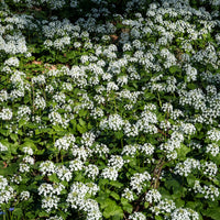 Vente Pachyphragma macrophyllum - Plantes vivaces