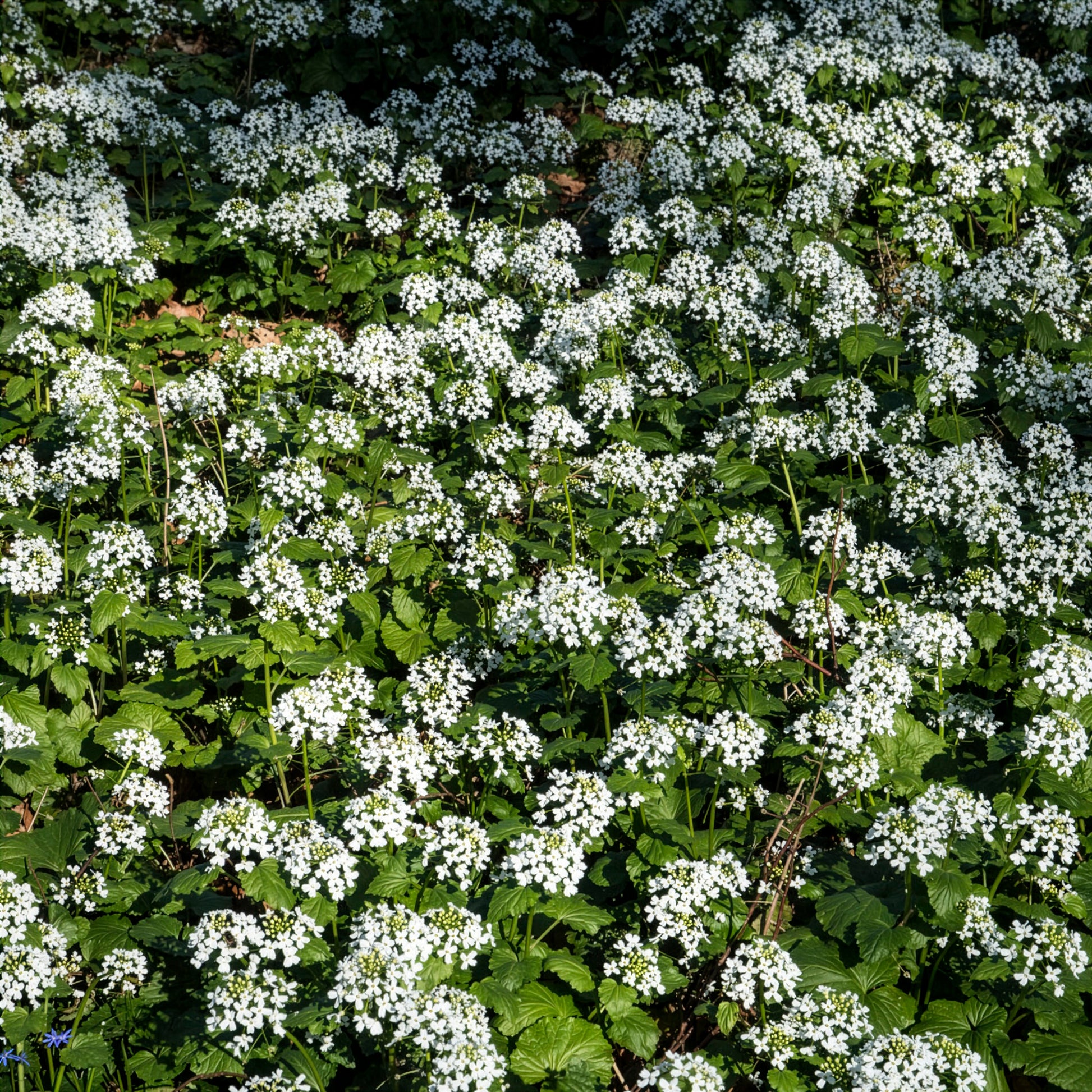Vente Pachyphragma macrophyllum - Plantes vivaces