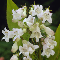 Galane White Bedder - Penstemon - Penstemon White Bedder - Bakker