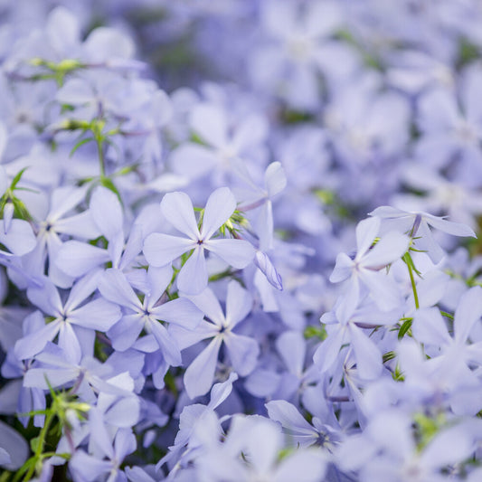 Phlox divaricata Clouds of Perfume - Bakker