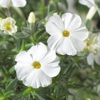 Phlox nain White Admiral - Phlox douglasii White Admiral - Bakker