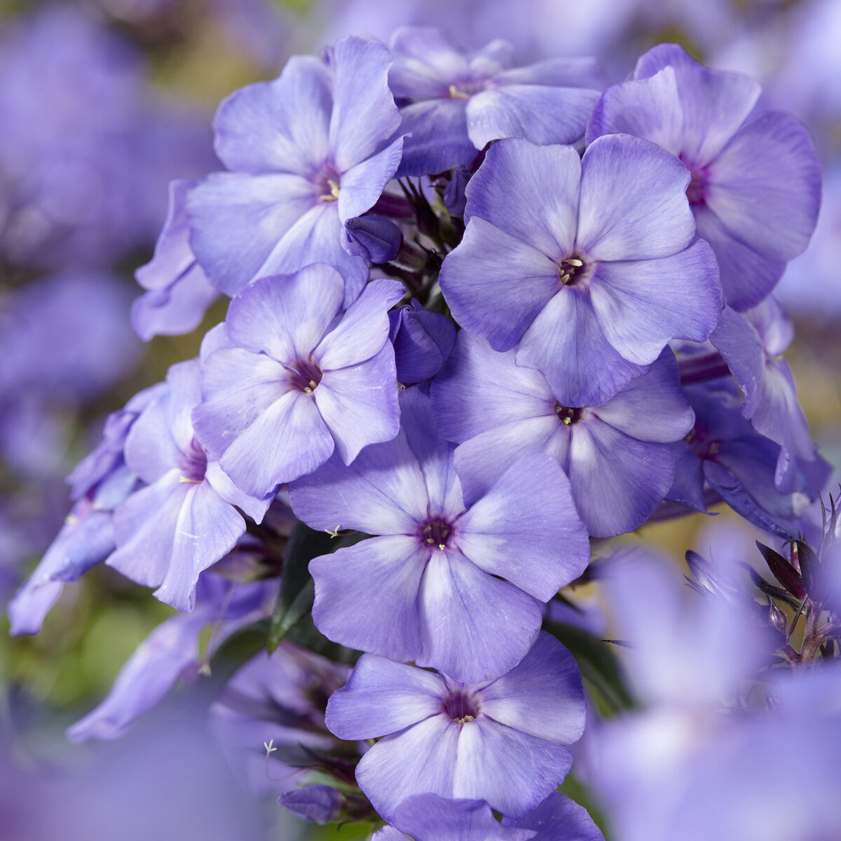 Phlox - Phlox paniculé Blue Paradise - Phlox paniculata Blue Paradise