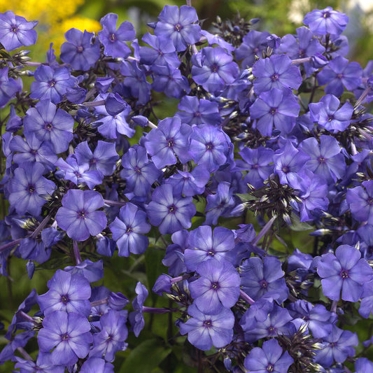 Phlox paniculé Blue Paradise