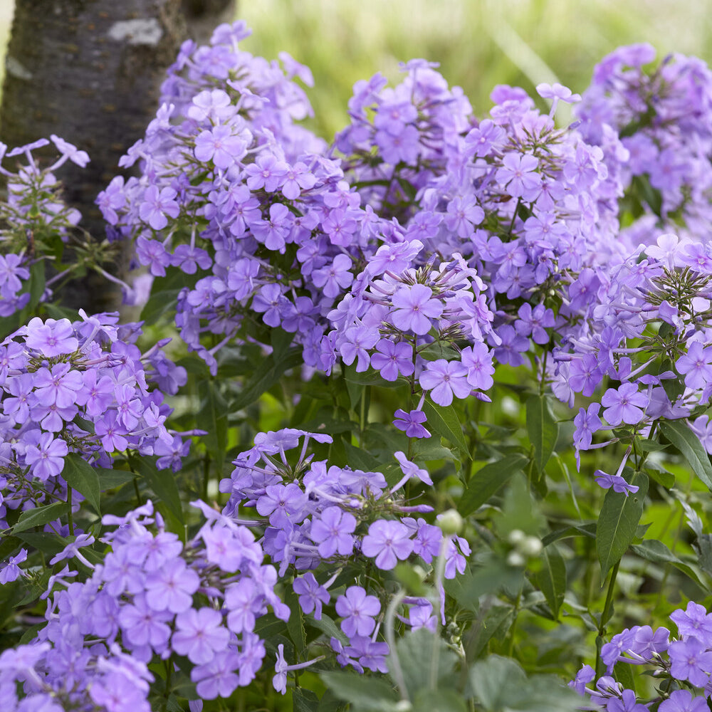 Phlox paniculata Blue Paradise - Phlox paniculé Blue Paradise - Phlox