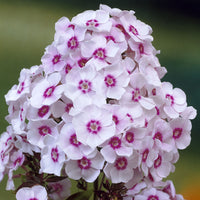 3 Phlox paniculé Europa - Phlox paniculata Europa - Bakker