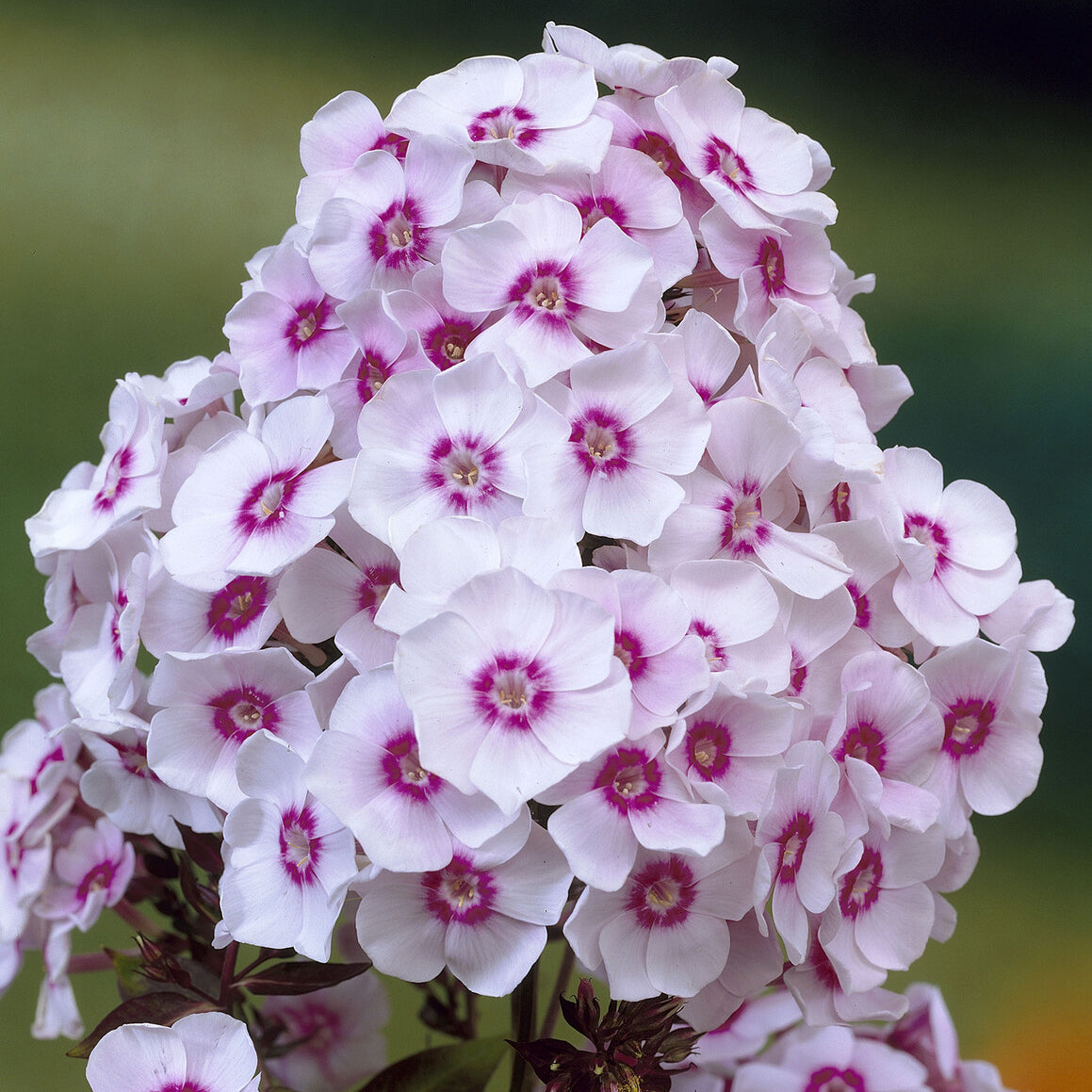 Phlox paniculé Europa - Phlox paniculata Europa - Bakker