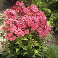 3 Phlox paniculé Orange Perfection - Bakker