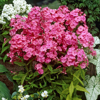 Phlox paniculé Rijnstroom - Phlox paniculata Rijnstroom - Bakker