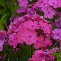Phlox paniculé Rijnstroom - Bakker