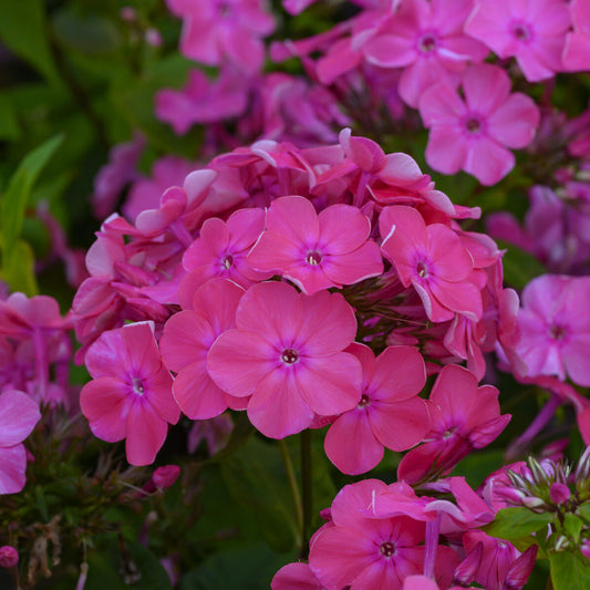 3 Phlox paniculé Rijnstroom