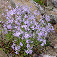 3 Phlox rampant Blue Ridge - Phlox stolonifera Blue Ridge - Bakker