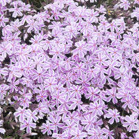 3 Phlox mousse Candy Stripes - Phlox subulata Candy Stripes - Bakker
