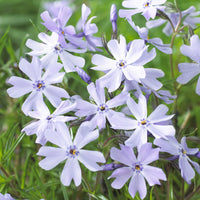 Phlox subulata Emerald Cushion Blue - 3 Phlox mousse Emerald Cushion Blue - Phlox
