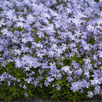 3 Phlox mousse Emerald Cushion Blue - Bakker