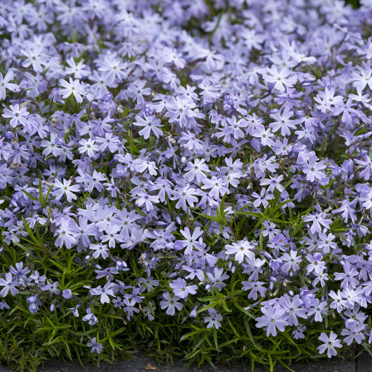 Phlox mousse Emerald Cushion Blue - Bakker