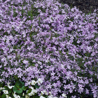 Phlox - 3 Phlox mousse Emerald Cushion Blue - Phlox subulata Emerald Cushion Blue