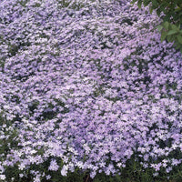 3 Phlox mousse Emerald Cushion Blue - Phlox subulata Emerald Cushion Blue - Bakker