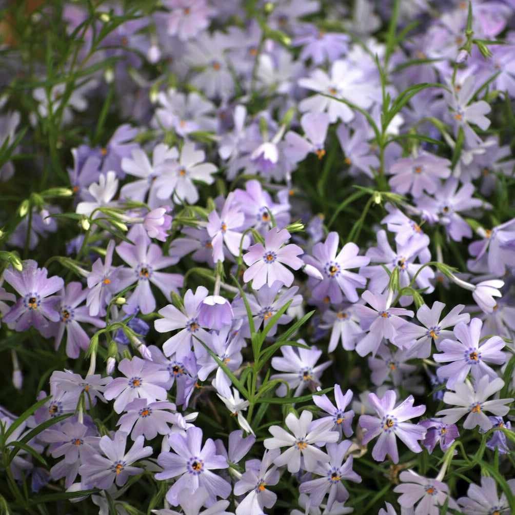 Vente Phlox mousse Emerald Cushion Blue - Phlox subulata Emerald Cushion Blue