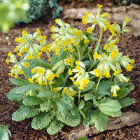 Primula veris - 3 Primevère officinale Coucou - Plantes vivaces
