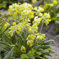 Plantes vivaces - 3 Primevère officinale Coucou - Primula veris