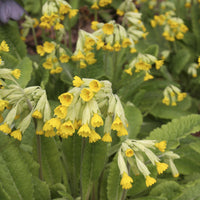 3 Primevère officinale Coucou - Primula veris - Bakker